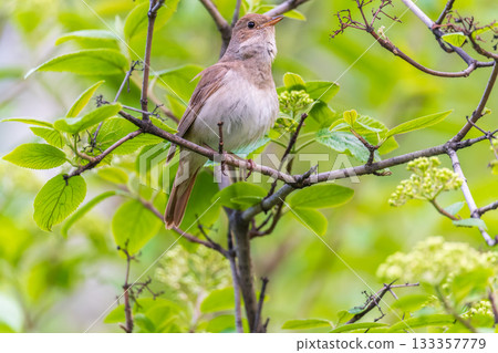 Thrush Nightingale, Luscinia luscinia. A bird sits on a tree branch and sings Thrush Nightingale, Luscinia luscinia. A bird sits on a tree branch and sings 133357779