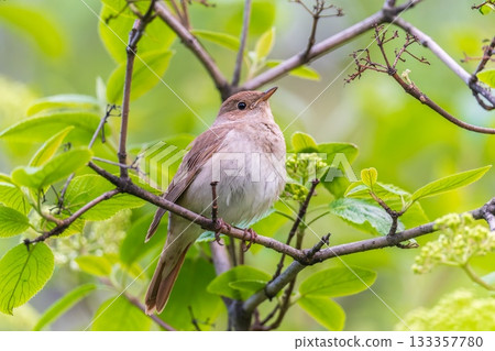 Thrush Nightingale, Luscinia luscinia. A bird sits on a tree branch and sings 133357780