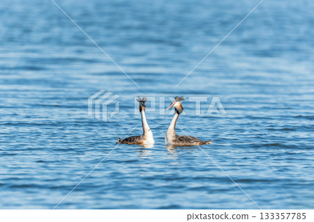 Mating games of two water birds Great Crested Grebes. Two waterfowl birds Great Crested Grebes swim in the lake with heart shaped silhouette 133357785