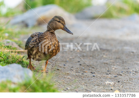 A duck female stands on its paws on the green shore of a pond. A duck female stands on its paws on the green shore of a pond. 133357786