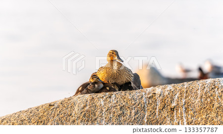 Adult duck with many ducklings sits on green shore of pond Adult duck with many ducklings sits on green shore of pond 133357787