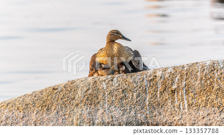Adult duck with many ducklings sits on green shore of pond 133357788