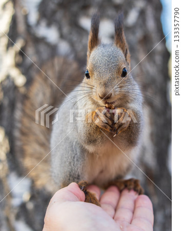 A squirrel in the autumn eats nuts from a human hand. Eurasian red squirrel, Sciurus vulgaris 133357790