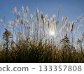 Backlit silhouette of Japanese silver grass and tall goldenrod Backlit silhouette of Japanese silver grass and tall goldenrod 133357808