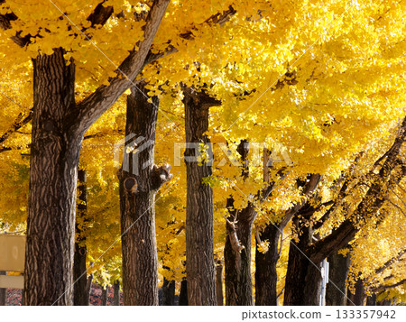 The yellow-colored ginkgo biloba The yellow-colored ginkgo biloba 133357942