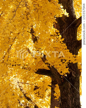 The yellow-colored ginkgo biloba The yellow-colored ginkgo biloba 133357944