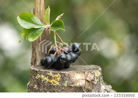 Fresh Black Chokeberries on Weathered Tree Stump in Natural Setting 133358008