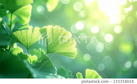 A close-up of the fresh greenery of a ginkgo tree bathed in sunlight filtering through the leaves 133358028