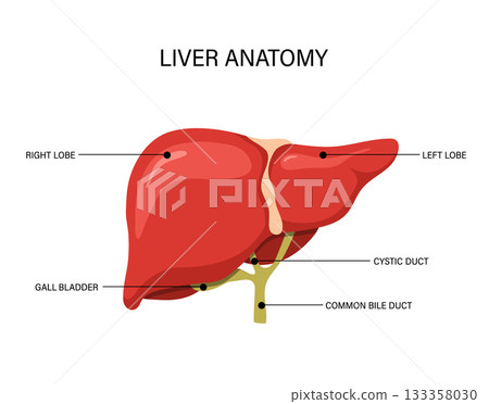 Liver anatomy. Human disease treatment. Medical illustration for cancer or cirrhosis. Vector design 133358030