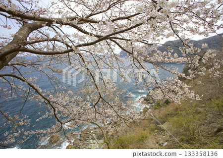 從阿瑪魯貝札基燈塔透過櫻花看到的丹後半島和山陰海岸 從阿瑪魯貝札基燈塔透過櫻花看到的丹後半島和山陰海岸 133358136