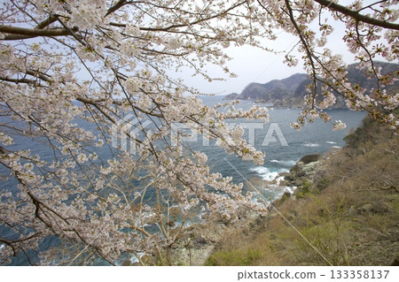 從阿瑪魯貝札基燈塔透過櫻花看到的丹後半島和山陰海岸 133358137