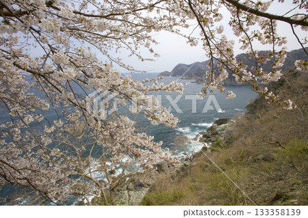 從阿瑪魯貝札基燈塔透過櫻花看到的丹後半島和山陰海岸 從阿瑪魯貝札基燈塔透過櫻花看到的丹後半島和山陰海岸 133358139