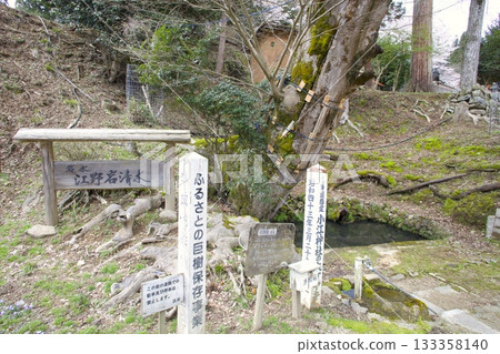 The famous spring water "Gono Iwashimizu" springs from the base of the large zelkova tree at Oe Shrine. 133358140