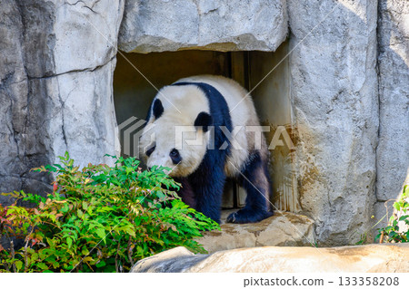 Ueno Zoo Panda Forest Xiao Xiao (as of November 2025) Ueno Zoo Panda Forest Xiao Xiao (as of November 2025) 133358208