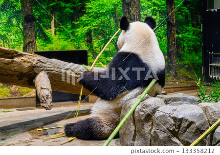 上野動物園熊貓森林雷雷（截至2025年11月） 133358212