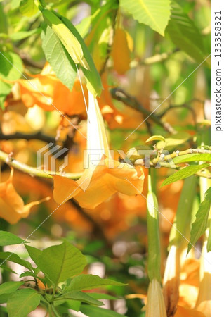 Angel's trumpets flower (Growth Datura) 133358321