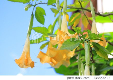 Angel's trumpets flower (Growth Datura) Angel's trumpets flower (Growth Datura) 133358322