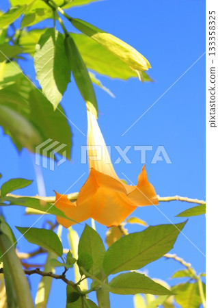 Angel's trumpets flower (Growth Datura) Angel's trumpets flower (Growth Datura) 133358325