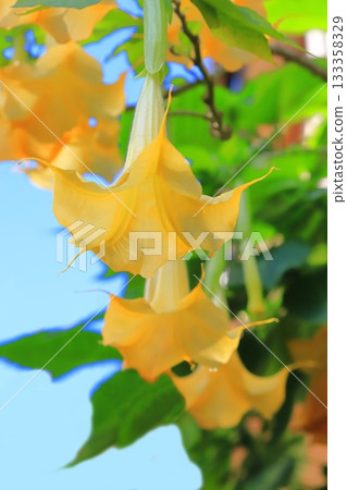 Angel's trumpets flower (Growth Datura) 133358329