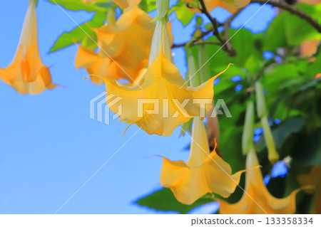 Angel's trumpets flower (Growth Datura) Angel's trumpets flower (Growth Datura) 133358334