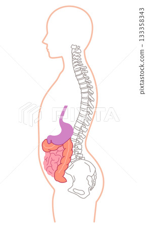 Visceroptosis: A condition in which the internal organs are lowered 133358343