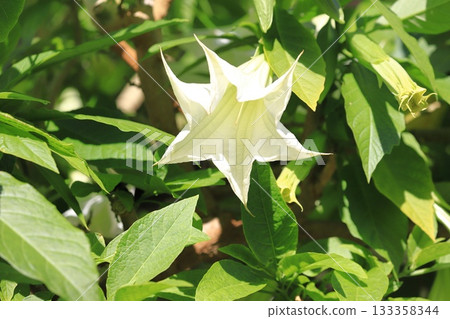 Angel's trumpets flower (Growth Datura) Angel's trumpets flower (Growth Datura) 133358344