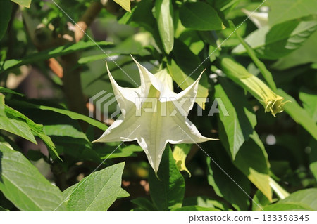 Angel's trumpets flower (Growth Datura) 133358345