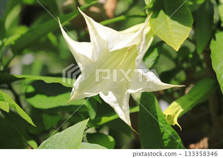 天使Stramppet花（生長韓國早晨臉） 133358346