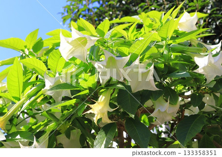 Angel's trumpets flower (Growth Datura) 133358351