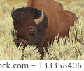 Bison portrait in Yellowstone National Park, USA 133358406