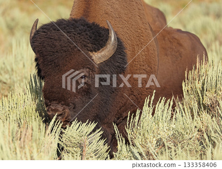 Bison portrait in Yellowstone National Park, USA 133358406