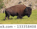 Bison portrait in Yellowstone National Park, USA 133358408