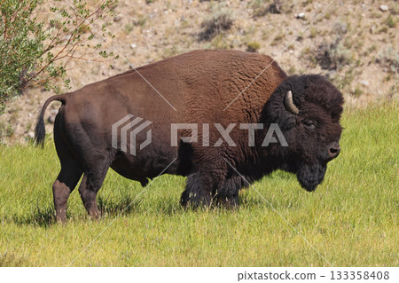 Bison portrait in Yellowstone National Park, USA 133358408