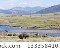 Bisons in Lamar Valley, Yellowstone National Park, USA 133358410