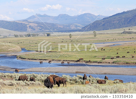 Bisons in Lamar Valley, Yellowstone National Park, USA Bisons in Lamar Valley, Yellowstone National Park, USA 133358410