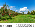 On a clear autumn day, apples hang heavy in the apple orchard, waiting to be picked. 133358501