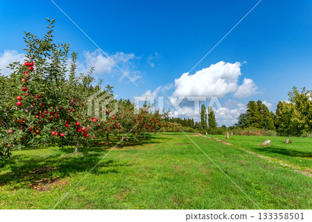 On a clear autumn day, apples hang heavy in the apple orchard, waiting to be picked. 133358501