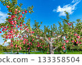 On a clear autumn day, apples hang heavy in the apple orchard, waiting to be picked. 133358504