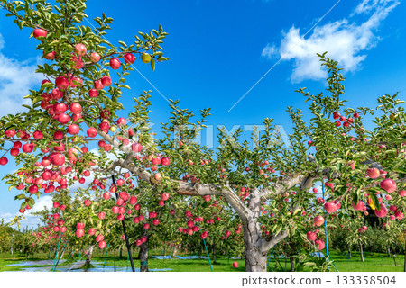 在秋高氣爽的日子裡，蘋果園裡掛滿了沉甸甸的蘋果，等著人們採收。 133358504