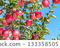 Apples grown in rice bran 133358505