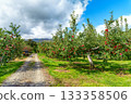 The ripe apples are now being harvested 133358506