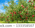 On a clear autumn day, apples hang heavy in the apple orchard, waiting to be picked. 133358507