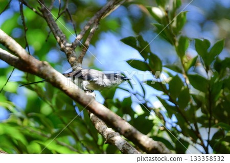 琉球紅胸鶯是一種體型較小、外型時尚的黑白相間鳥類，常見於沖繩和奄美大島。 133358532