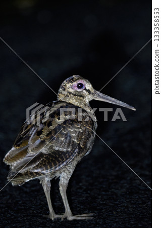 The Amami Woodcock, a rare bird that is endangered and found only around Amami Oshima, a World Heritage Site island The Amami Woodcock, a rare bird that is endangered and found only around Amami Oshima, a World Heritage Site island 133358553