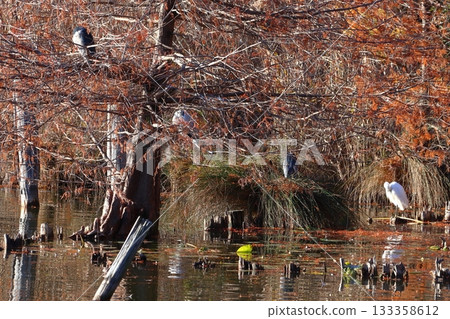 生活在浮間公園的水鳥(東京都北區/板橋區) 生活在浮間公園的水鳥(東京都北區/板橋區) 133358612