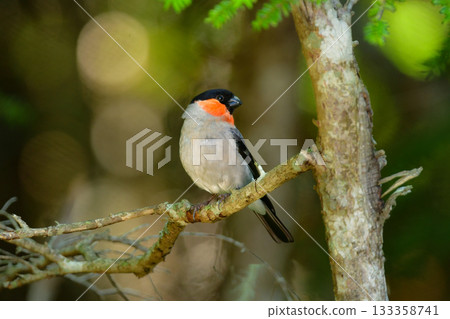 可愛又常見的野生鳥類-紅腹灰雀,在初夏時節,可以在富士山和高山一帶看到。 可愛又常見的野生鳥類-紅腹灰雀,在初夏時節,可以在富士山和高山一帶看到。 133358741