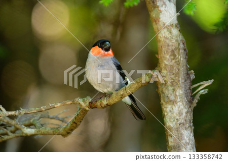 可愛又常見的野生鳥類-紅腹灰雀,在初夏時節,可以在富士山和高山一帶看到。 可愛又常見的野生鳥類-紅腹灰雀,在初夏時節,可以在富士山和高山一帶看到。 133358742