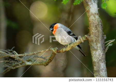 可愛又常見的野生鳥類-紅腹灰雀,在初夏時節,可以在富士山和高山一帶看到。 可愛又常見的野生鳥類-紅腹灰雀,在初夏時節,可以在富士山和高山一帶看到。 133358743