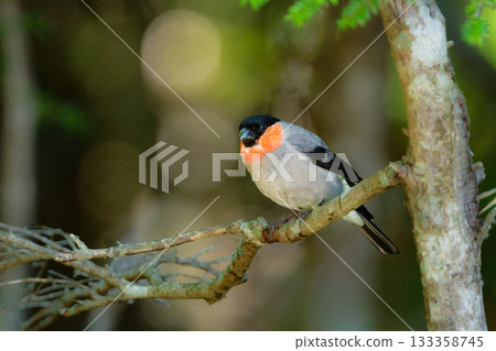 可愛又常見的野生鳥類-紅腹灰雀,在初夏時節,可以在富士山和高山一帶看到。 可愛又常見的野生鳥類-紅腹灰雀,在初夏時節,可以在富士山和高山一帶看到。 133358745