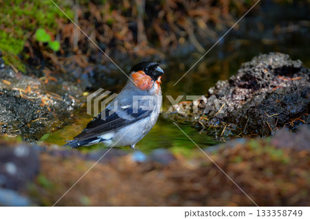 可愛又常見的野生鳥類-紅腹灰雀,在初夏時節,可以在富士山和高山一帶看到。 可愛又常見的野生鳥類-紅腹灰雀,在初夏時節,可以在富士山和高山一帶看到。 133358749